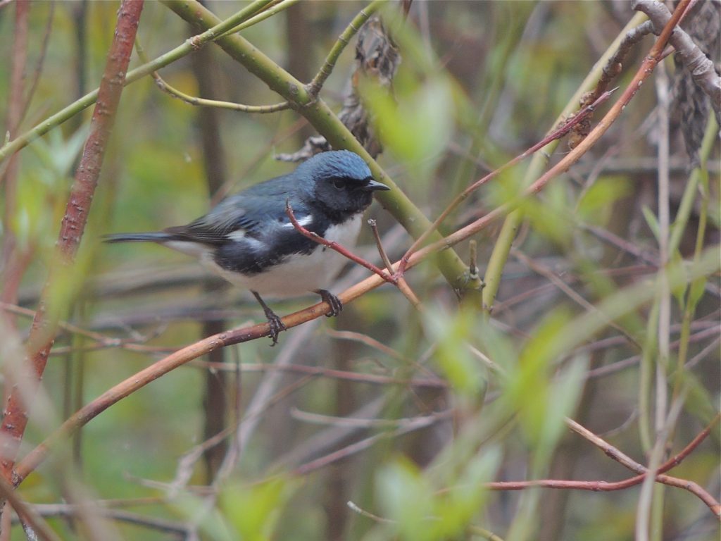 Black-throated Blue Warbler. Old Cut, LP