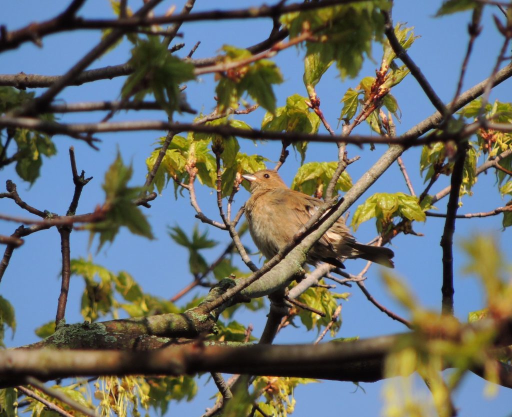 Female Indigo Bunting