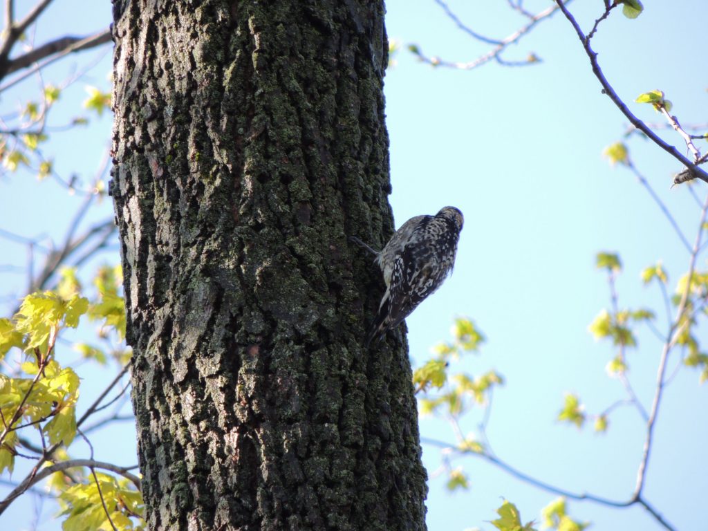 Yellow-bellied Sapsucker