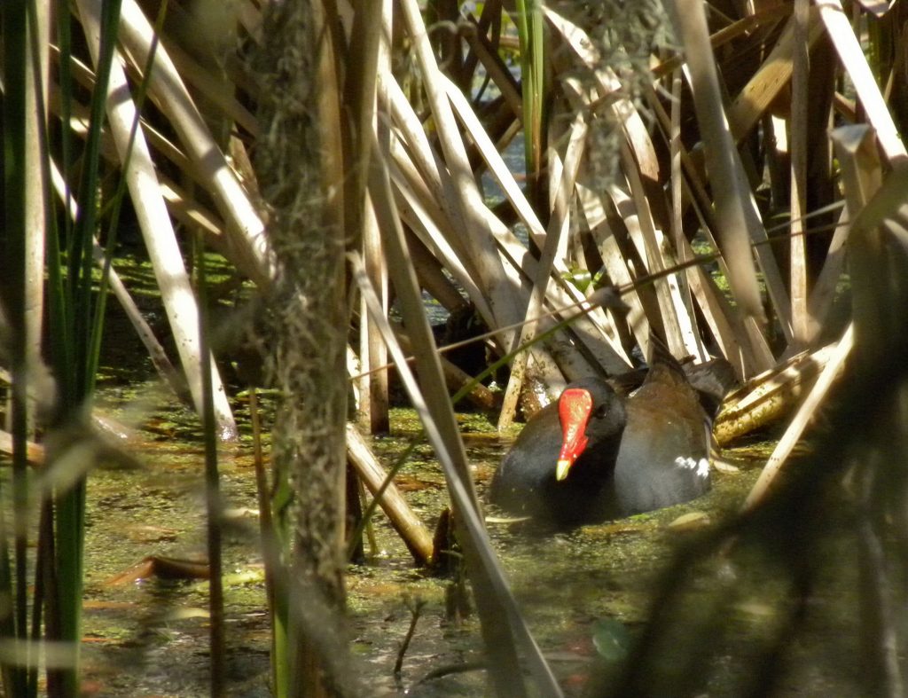 Common Gallinule