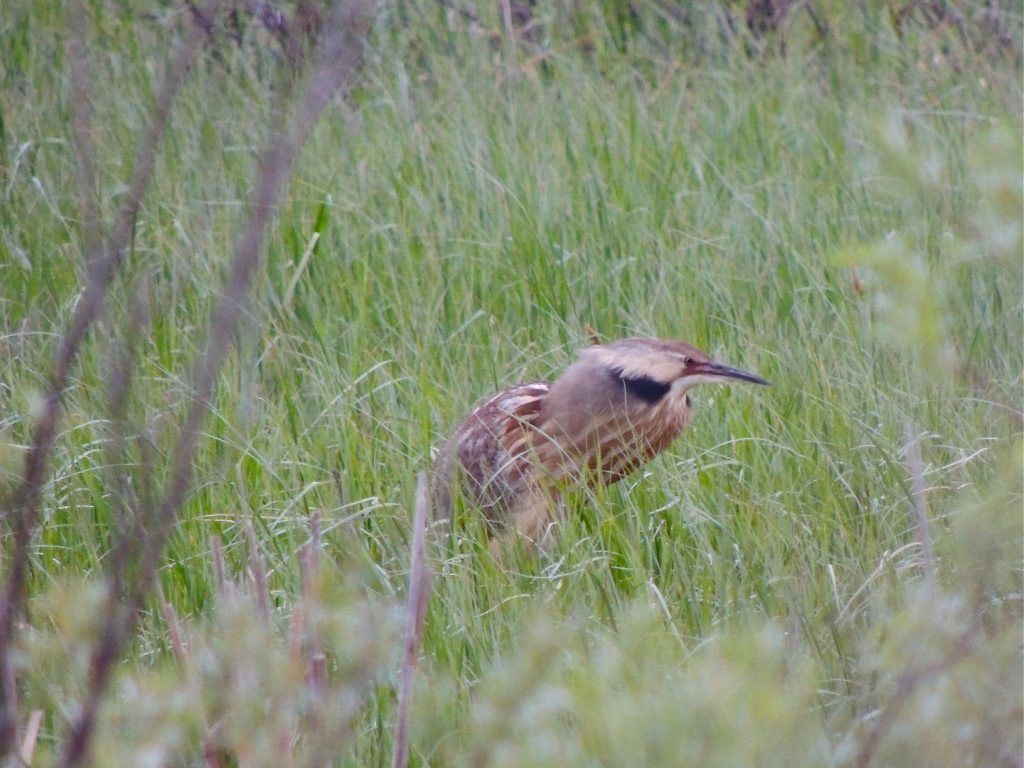 American Bittern