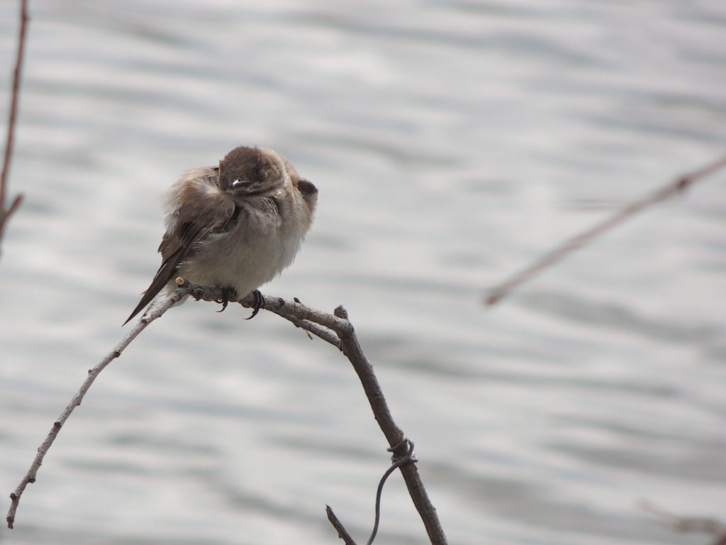 N Rough-winged Swallow in the cold.