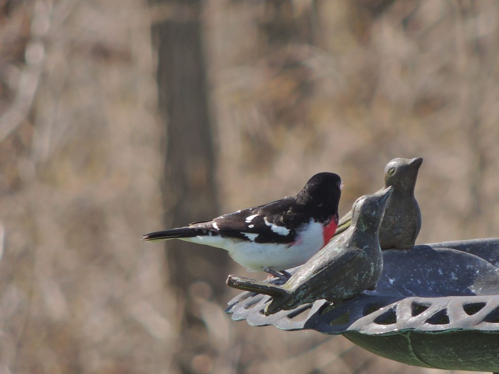 Rose-breasted Grosbeak