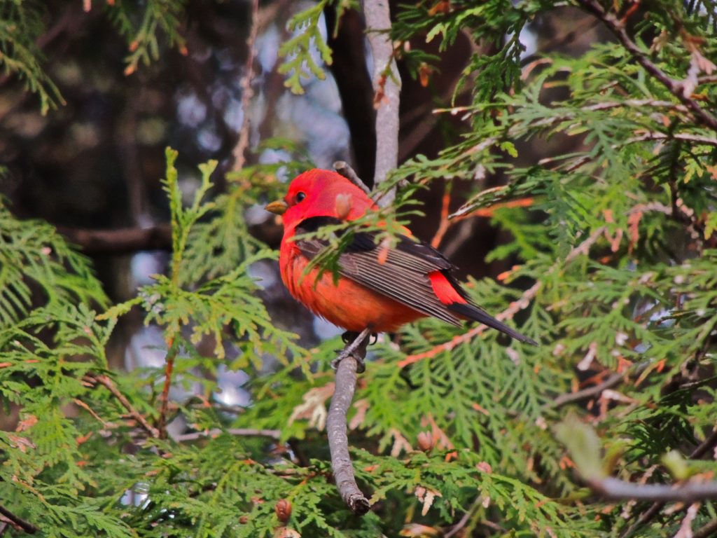 Scarlet Tanager