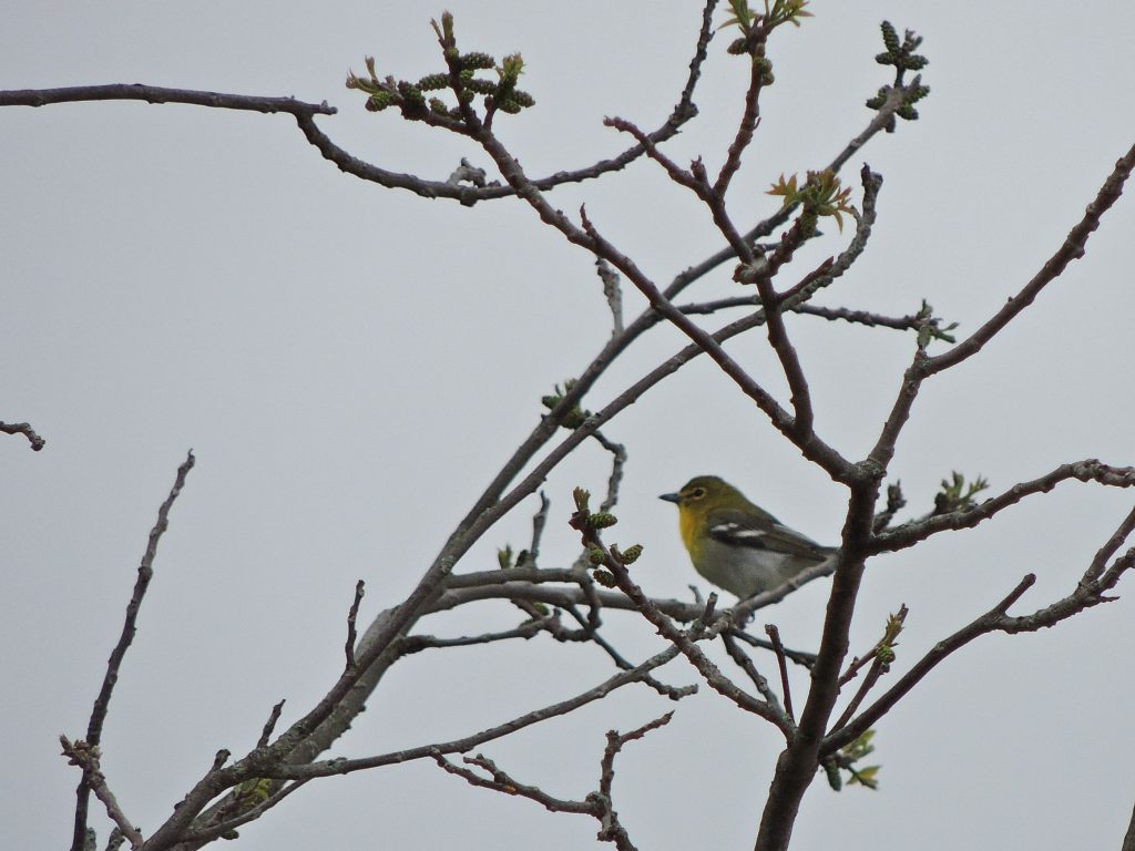 Yellow-throated Vireo