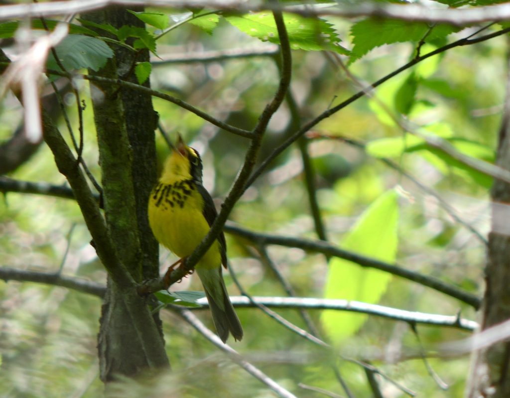 Canada Warbler