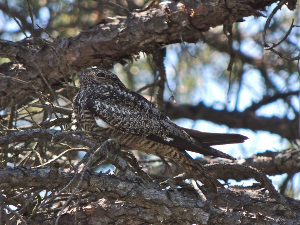 Common Nighthawk