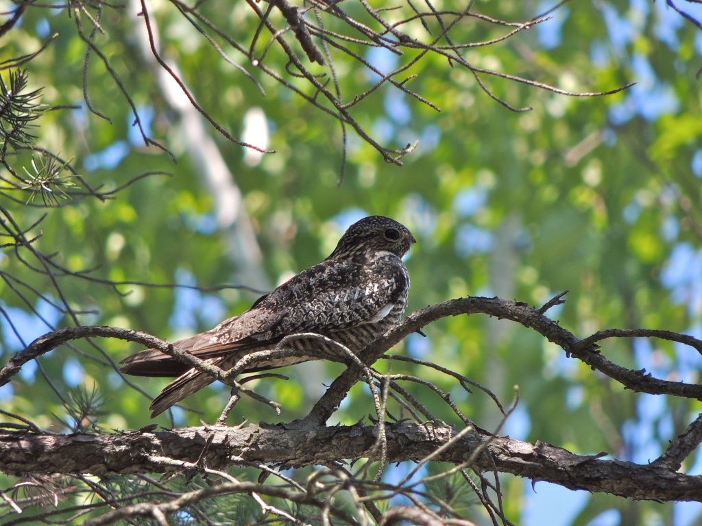 Common Nighthawk