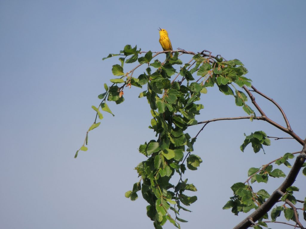 Yellow Warbler