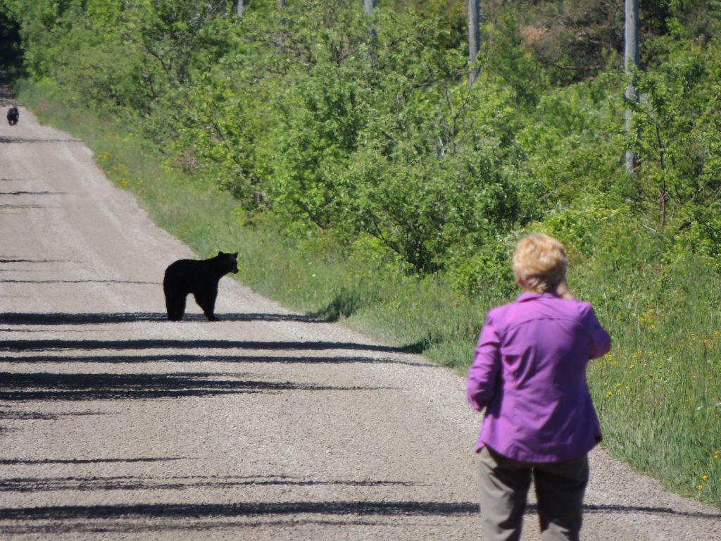 Rita and Black Bear cubs