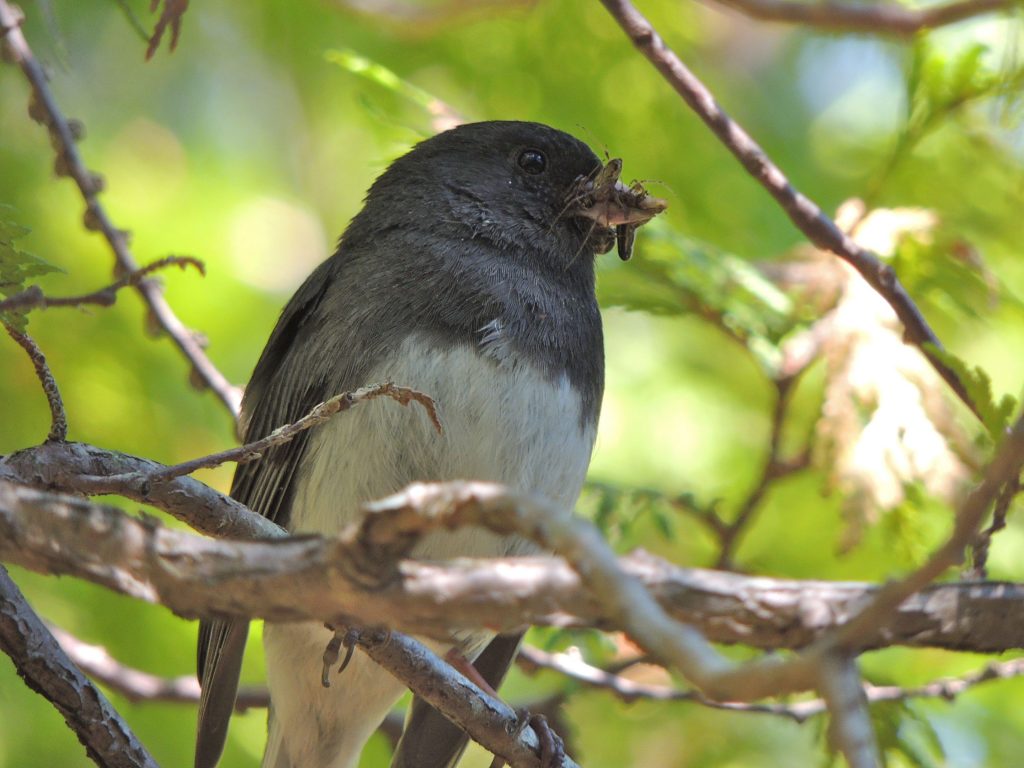 Dark-eyed Junco