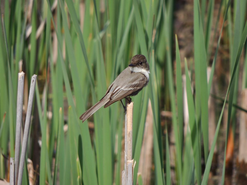 Eastern Phoebe