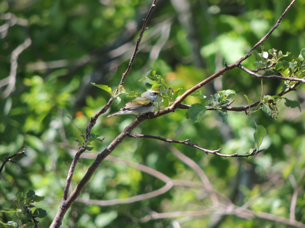 Golden-winged Warbler