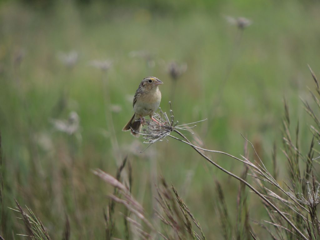 Grasshopper Sparrow,