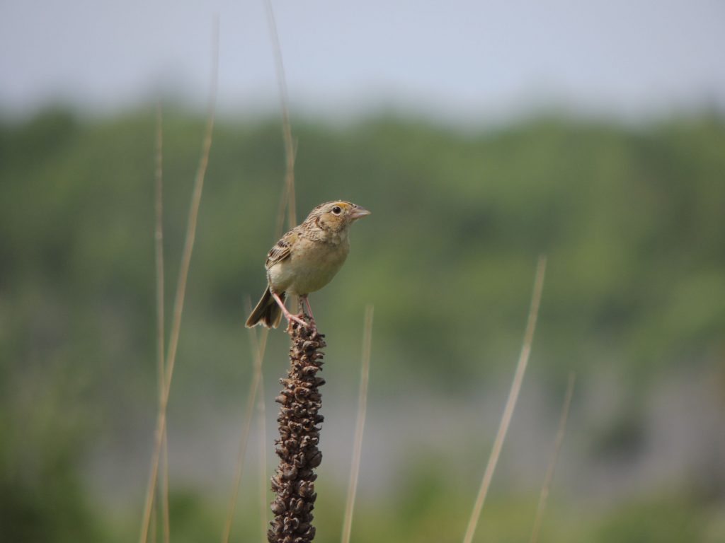 Grasshopper Sparrow,