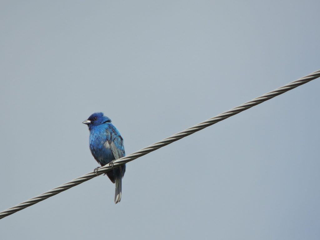 Indigo Bunting.