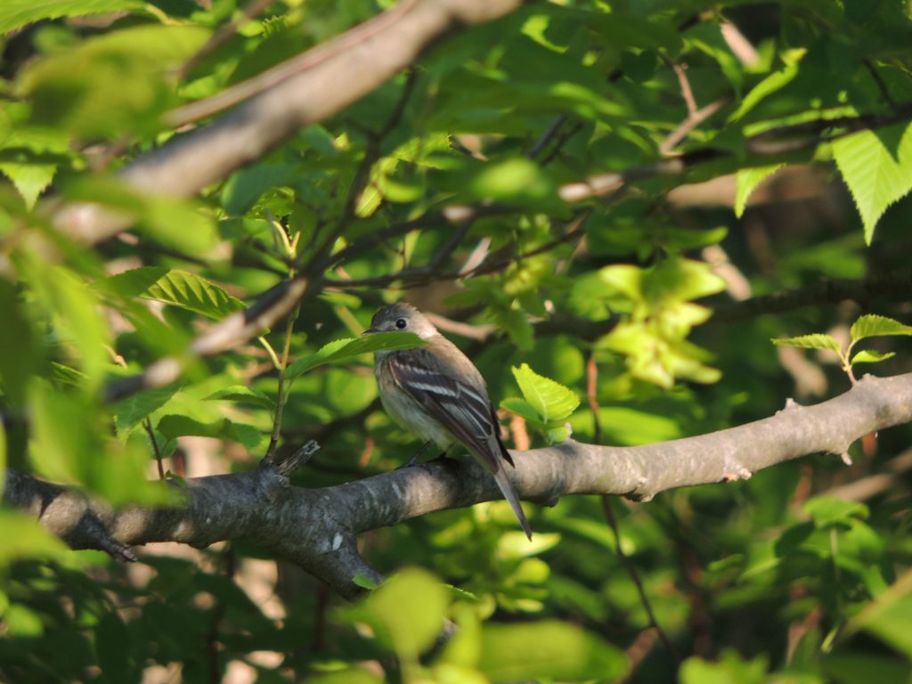 Least Flycatcher