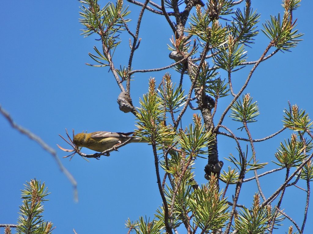 Pine Warbler. 