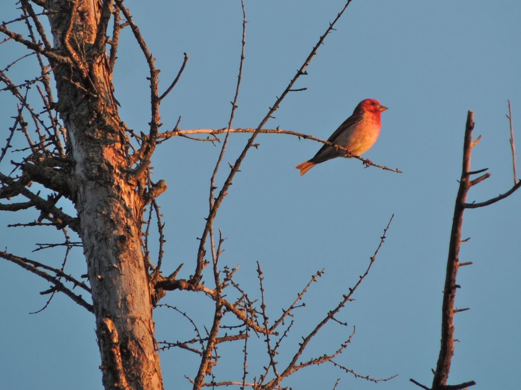 Purple Finch in evening light.