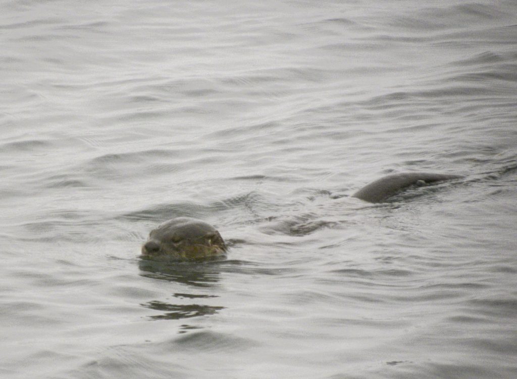 River Otter