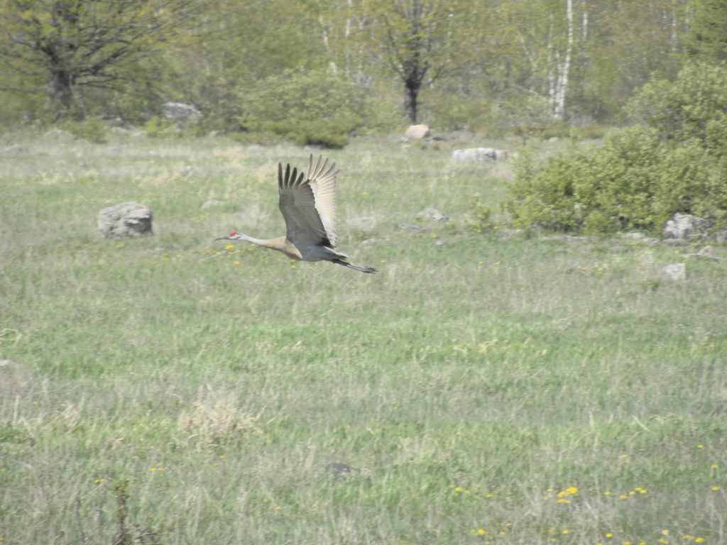 Sandhill Crane.