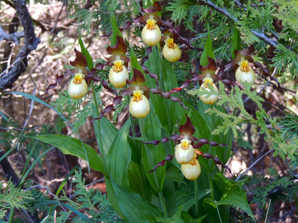 Smaller Yellow Lady Slipper 