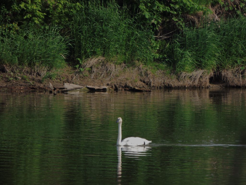 Trumpeter Swan - Grand River