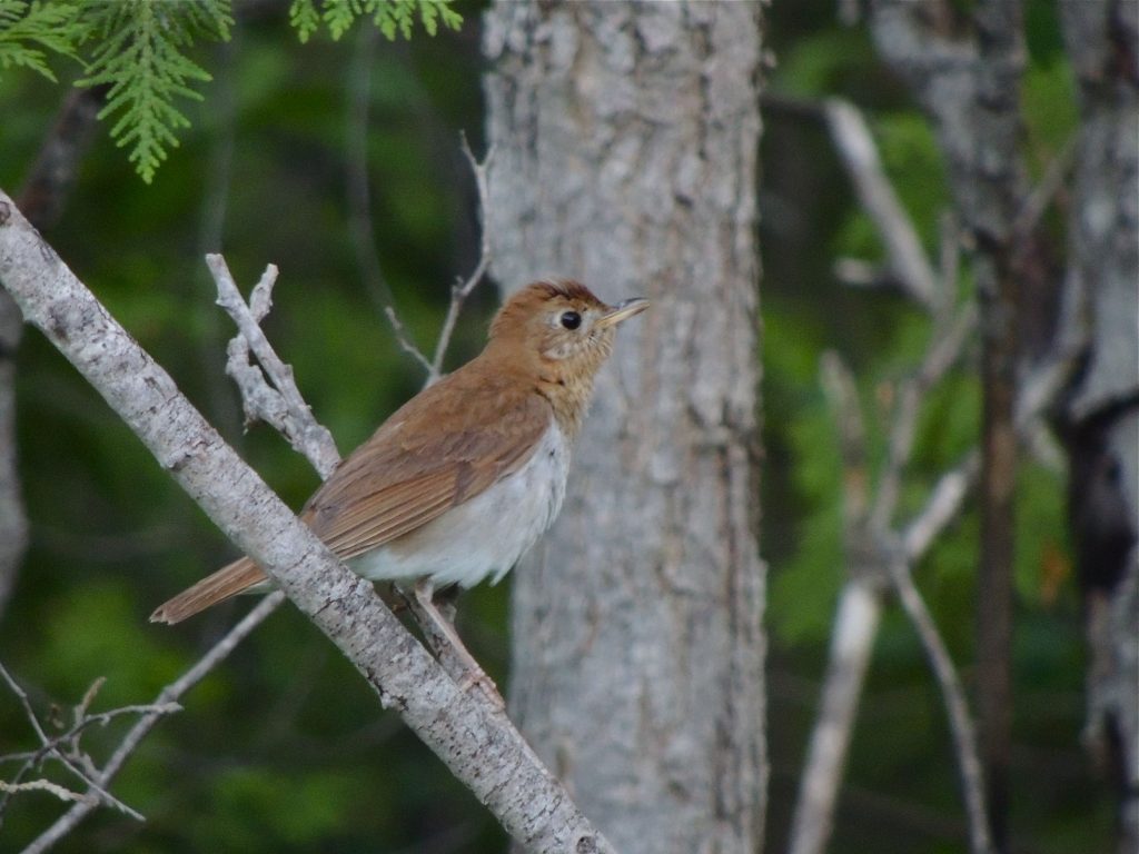 Veery, checking me out.