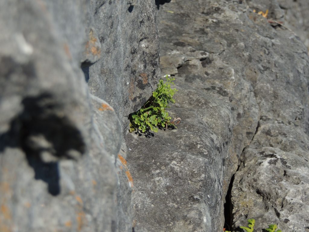 Wall Rue.  I know it doesn't look like much but well this is probably as much as you're ever likely to see of it without risking your neck.