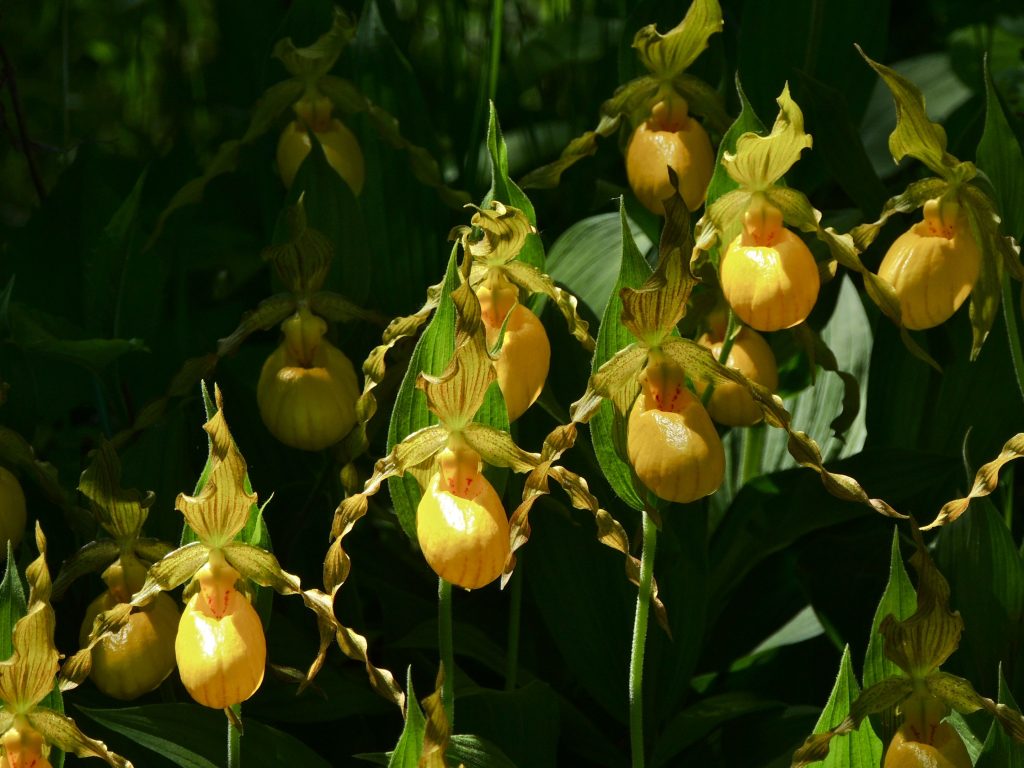 Yellow Lady Slipper Orchid