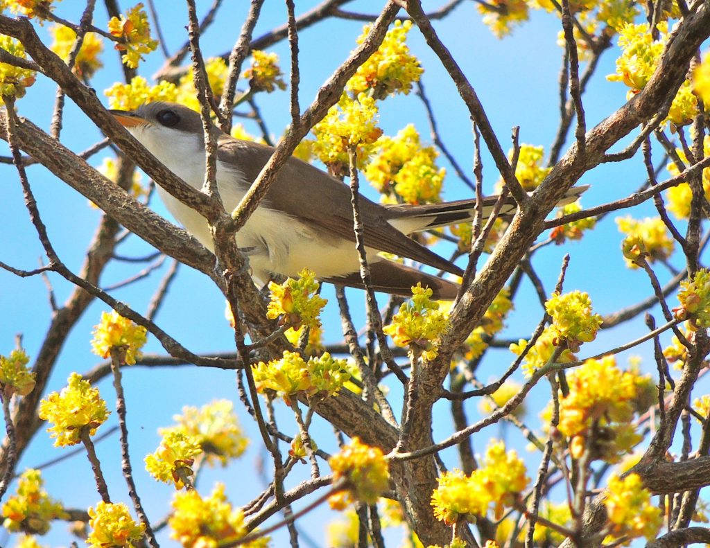 Yellow-billed Cuckoo