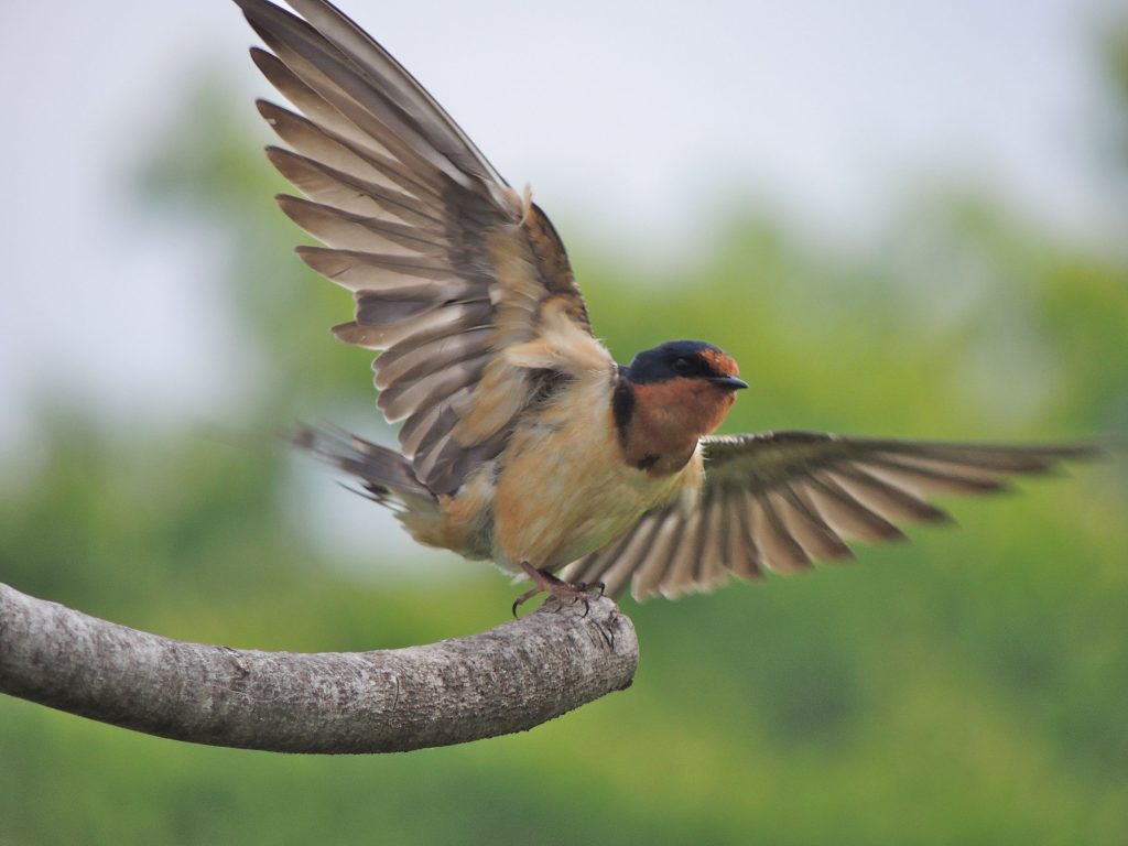 Barn Swallow at RBG Arb'