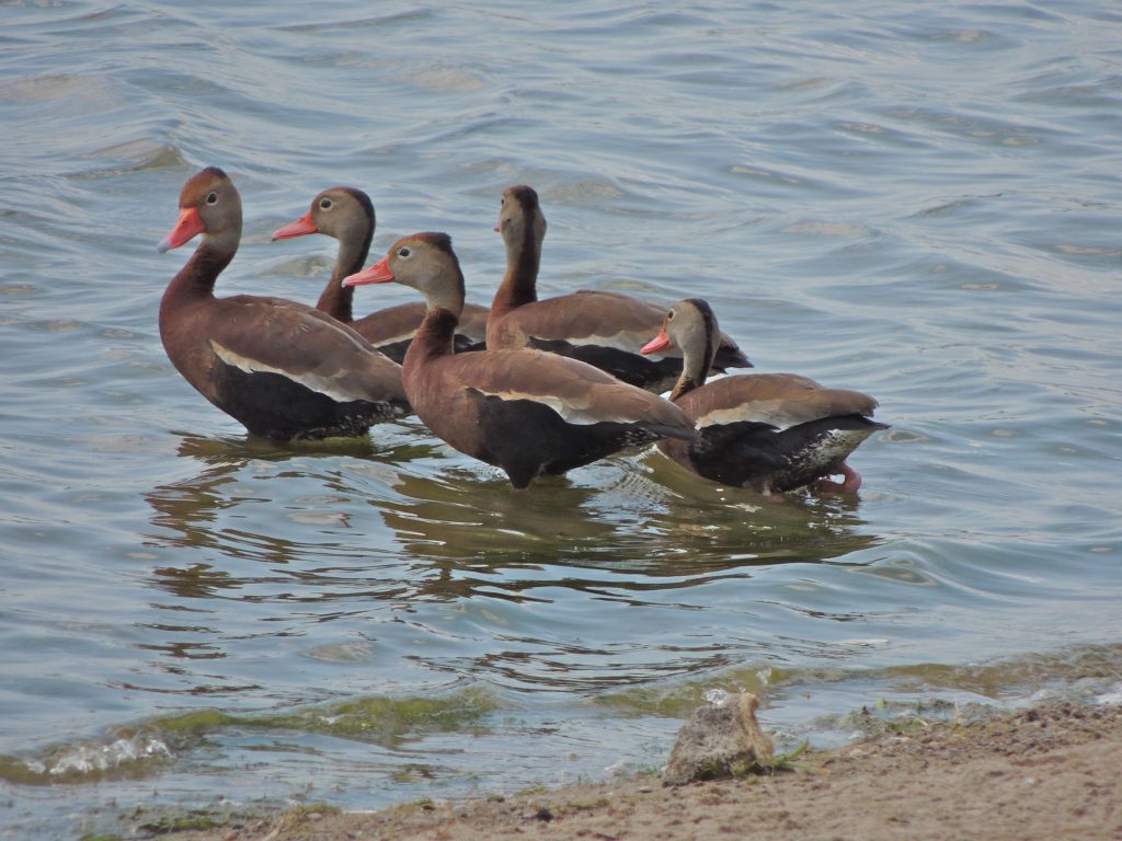 Black-bellied Whistling Ducks