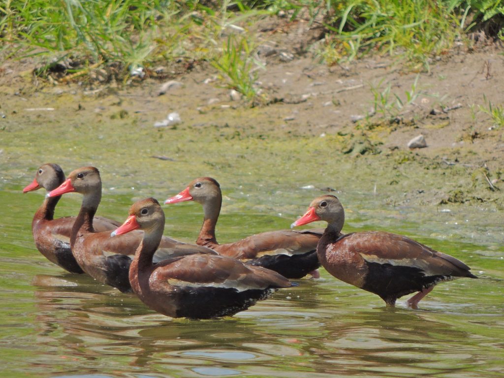 Black-bellied Whistling Ducks-2