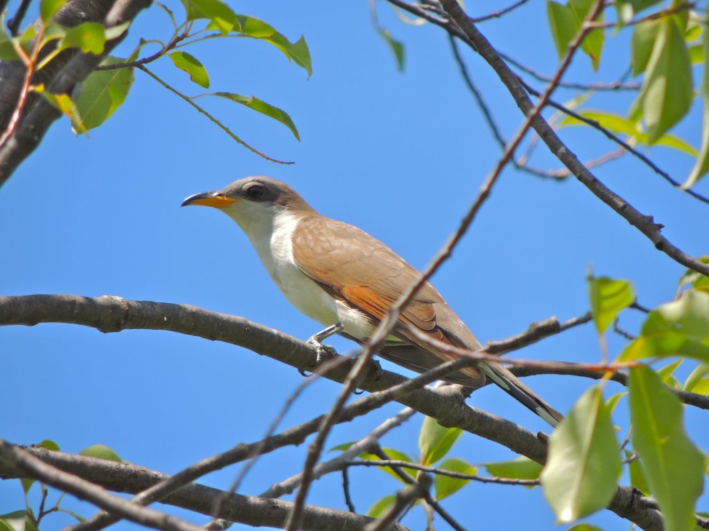 Yellow-billed Cuckoo