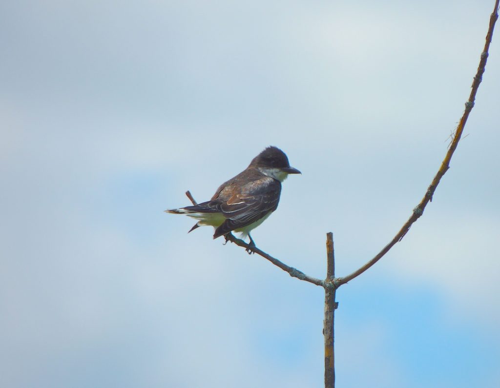 Eastern Kingbird