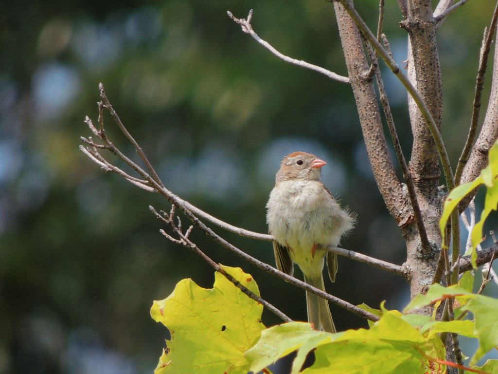 Field Sparrow