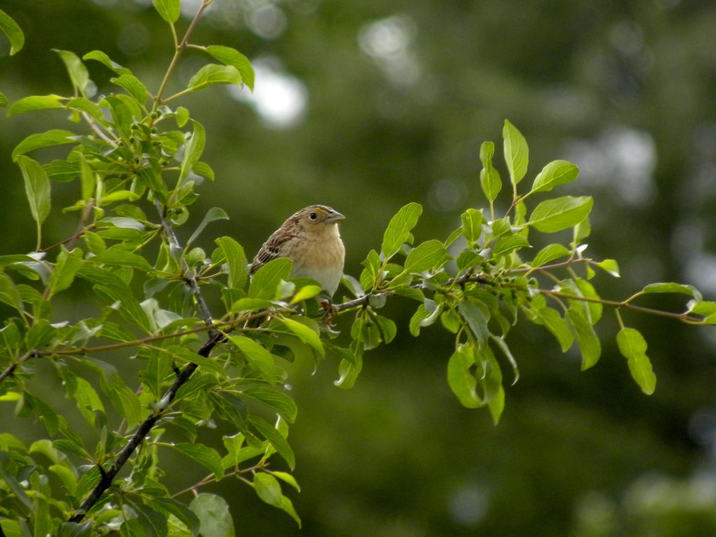 Grasshopper Sparrow. 