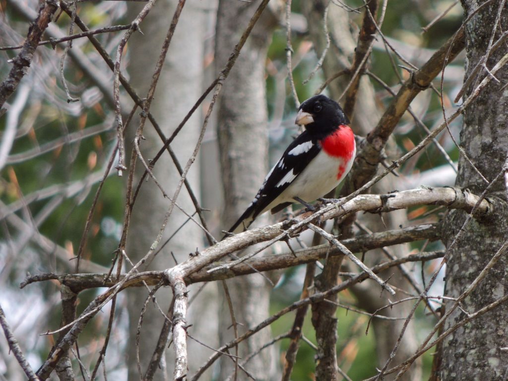 Rose-breasted Grosbeak in May