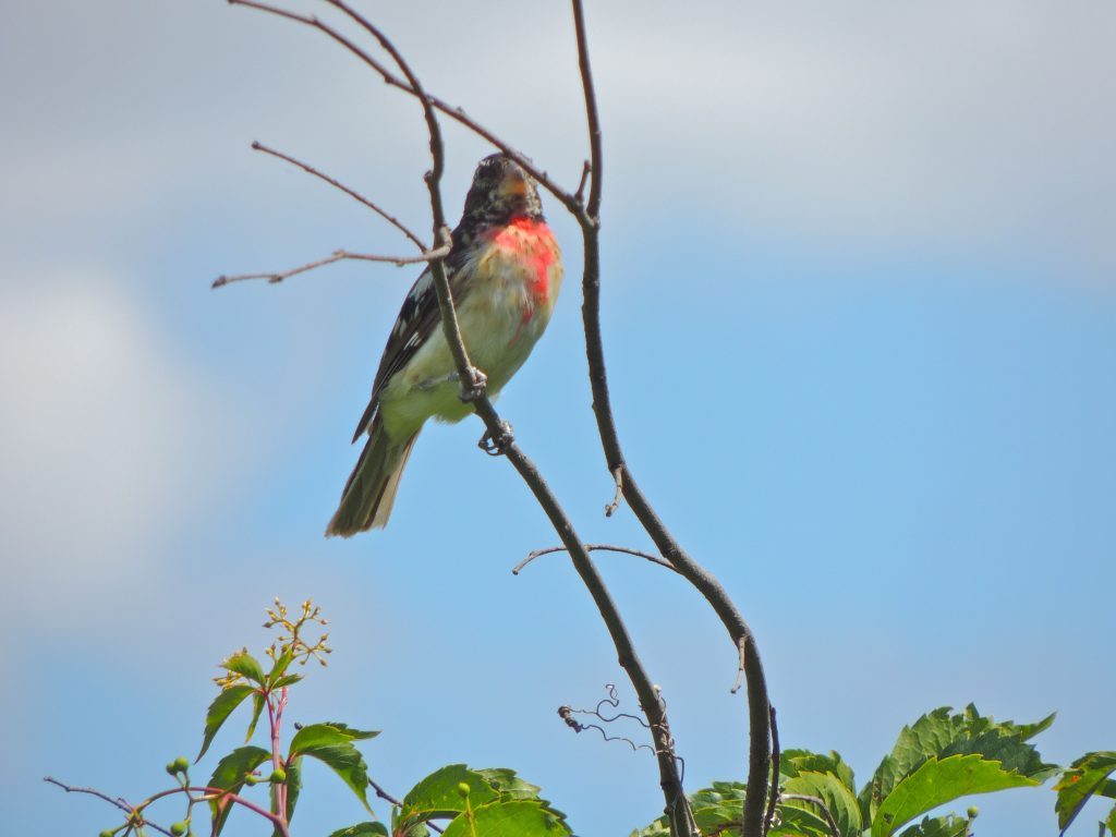 Male Rose-breasted Grosbeak - July 19. 