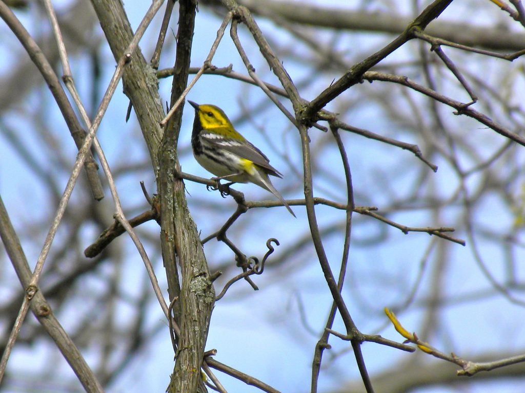 Black -throated Green Warbler May 2 2012