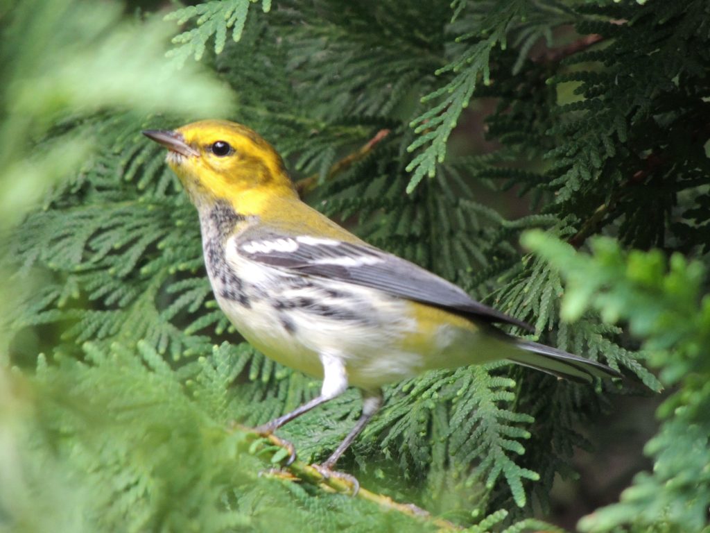 Black-throated Green Warbler 