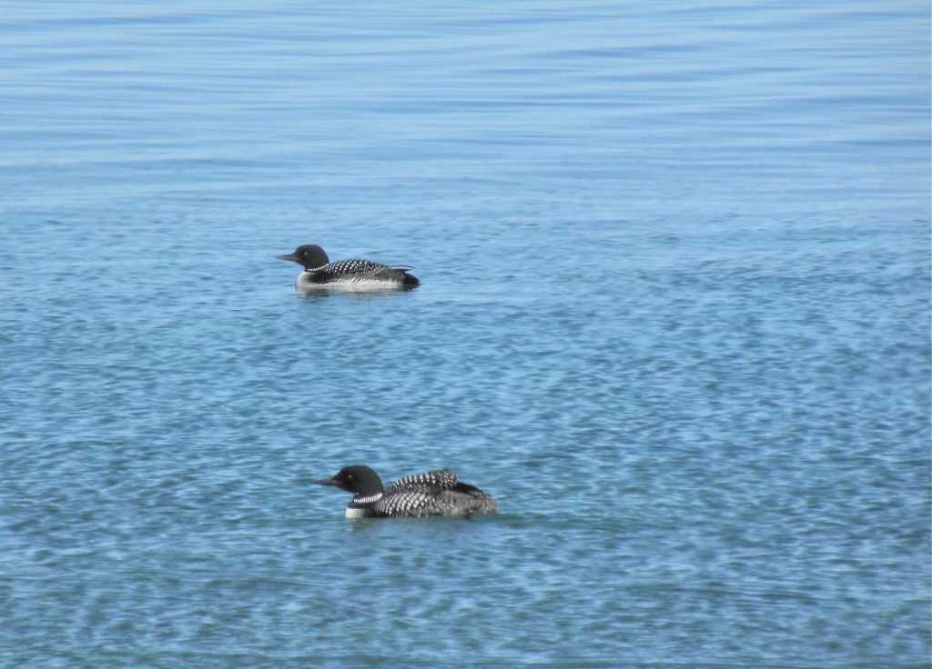 Common Loons