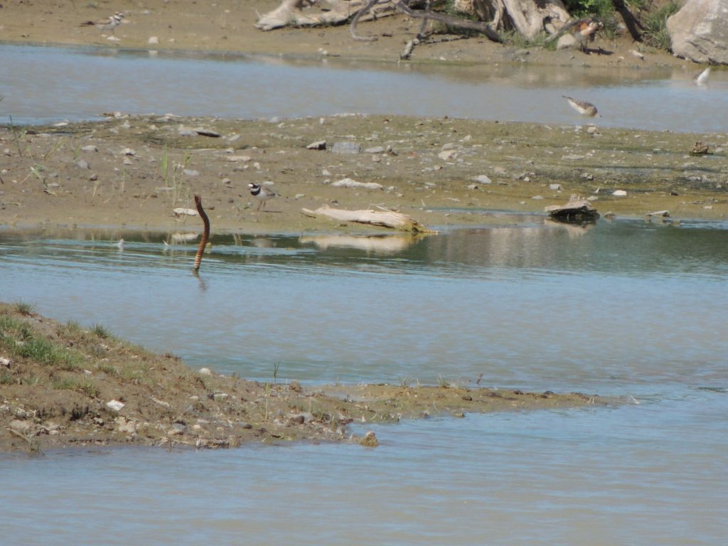 Common Ringed Plover. (to right of the iron bar sticking out of the water's edge)