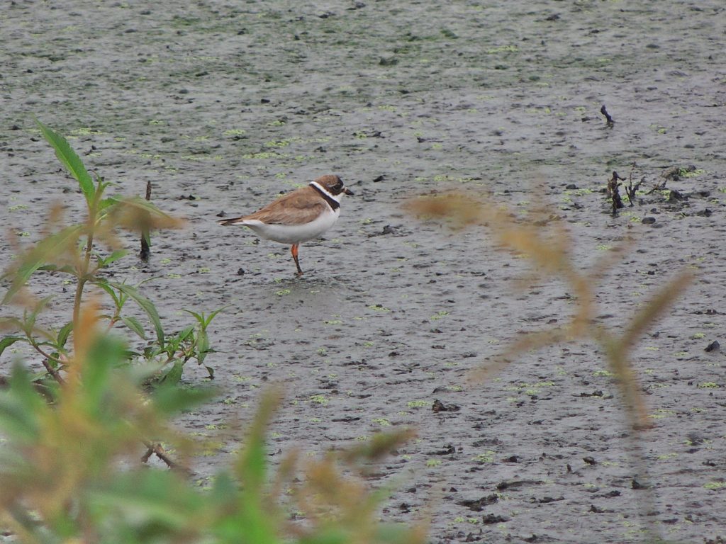 Semi-palmated Plover