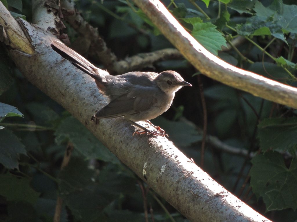 Gray Catbird