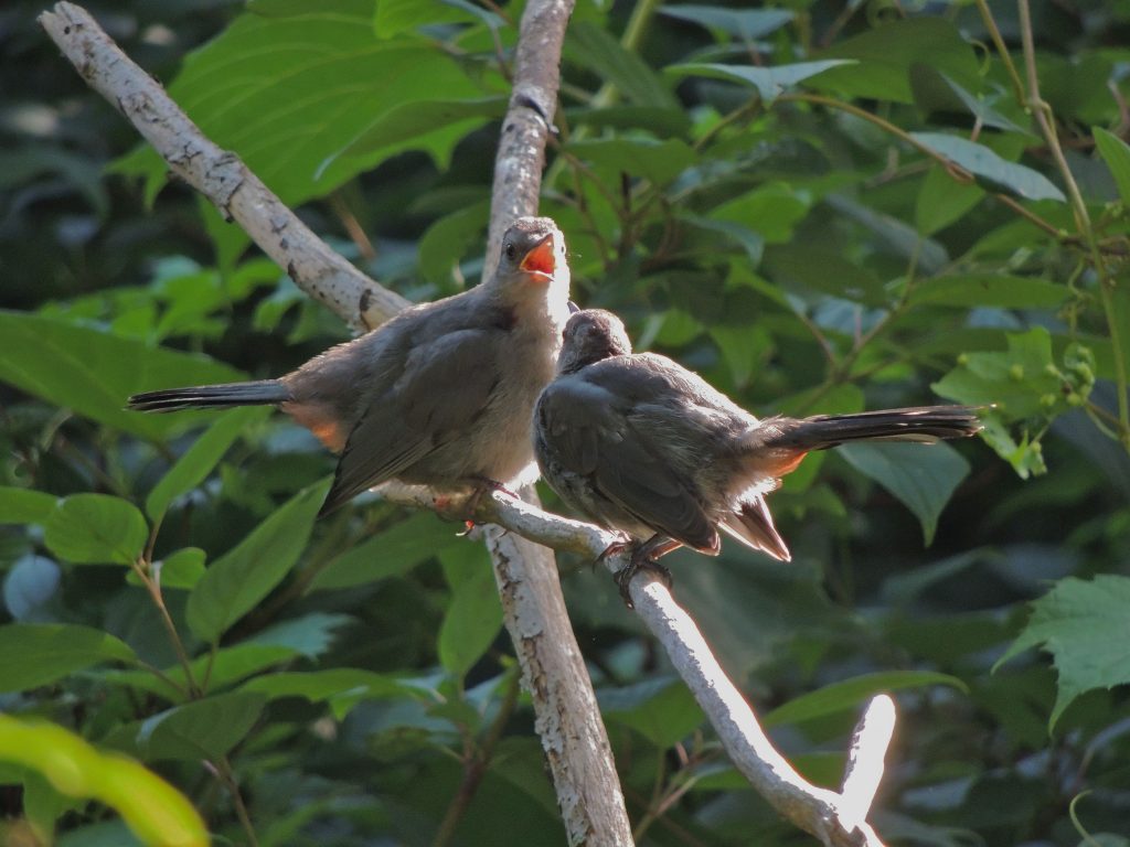 hungry young Gray Catbird and parent 