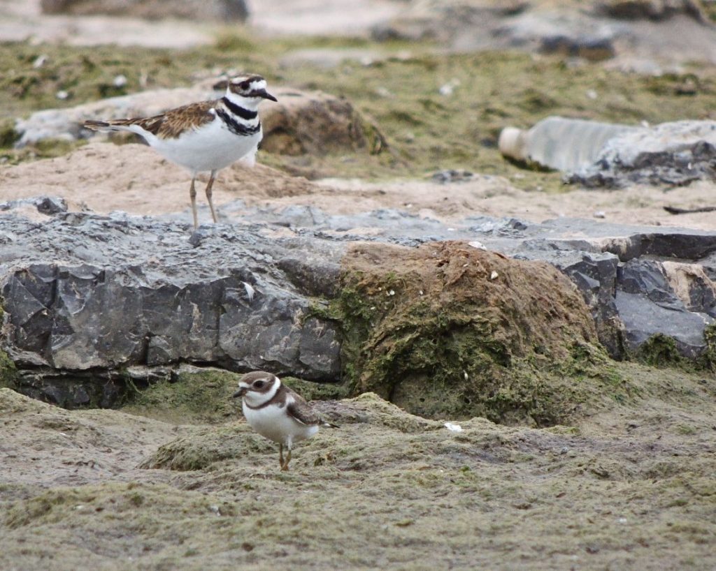 Killdeer (supervising) & Semipalmated Plover (foreground) 