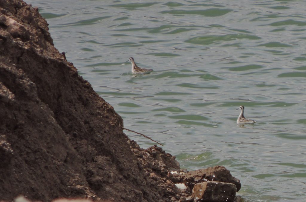 Red-necked Phalaropes