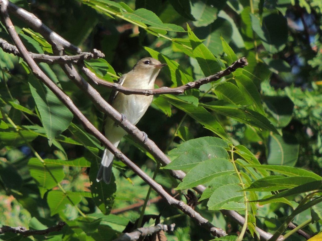 Warbling Vireo